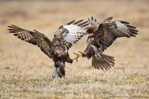 Maeusebussard